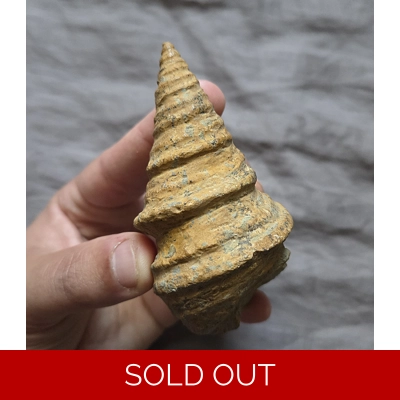Rare Gymnentone Gastropod Sea Shell Fossil Late Cretaceous Spain Rare Gymnentone Gastropod Sea Shell Fossil Late Cretaceous Spain